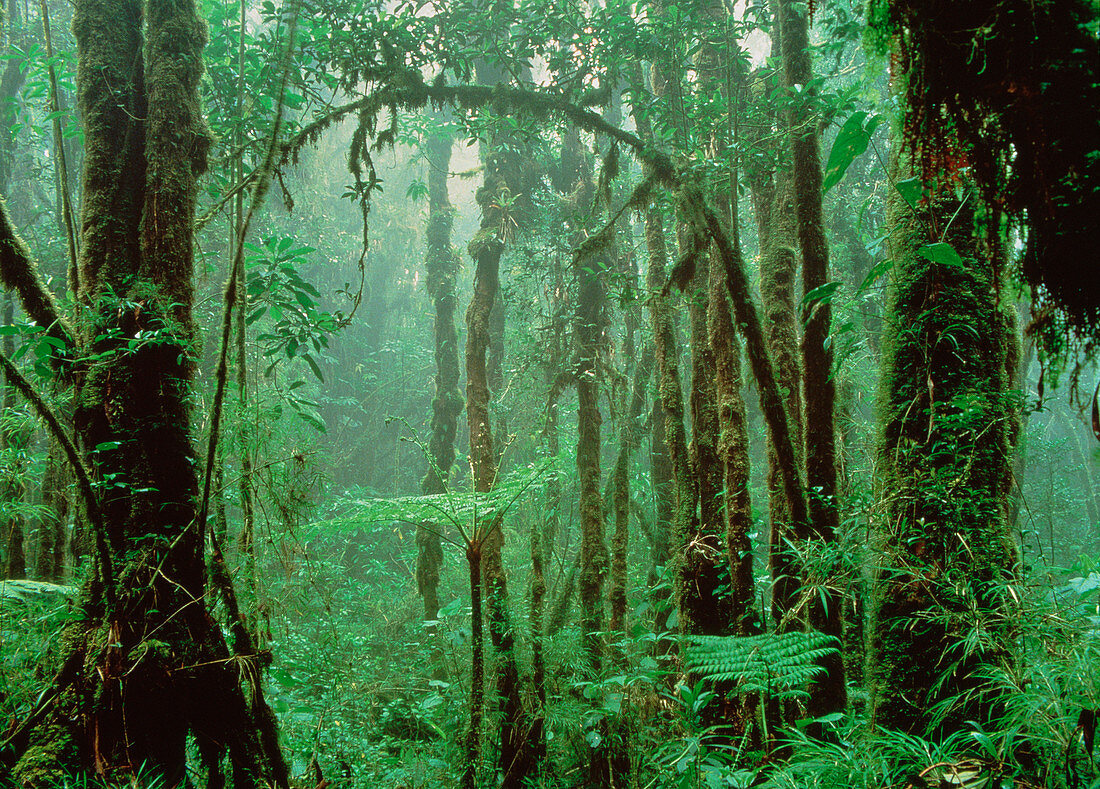 Tropical cloud forest in Costa Rica