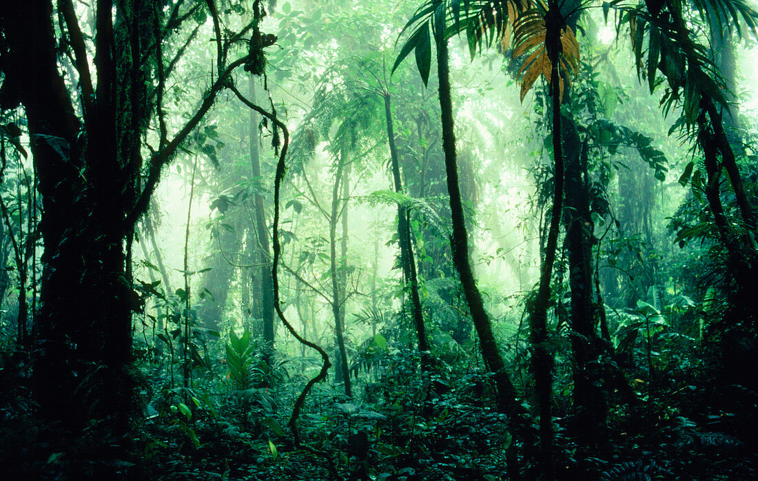 Tropical cloud forest in Costa Rica