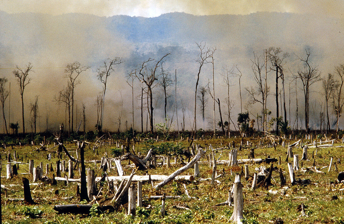 Destruction by burning of the jungle,Peten