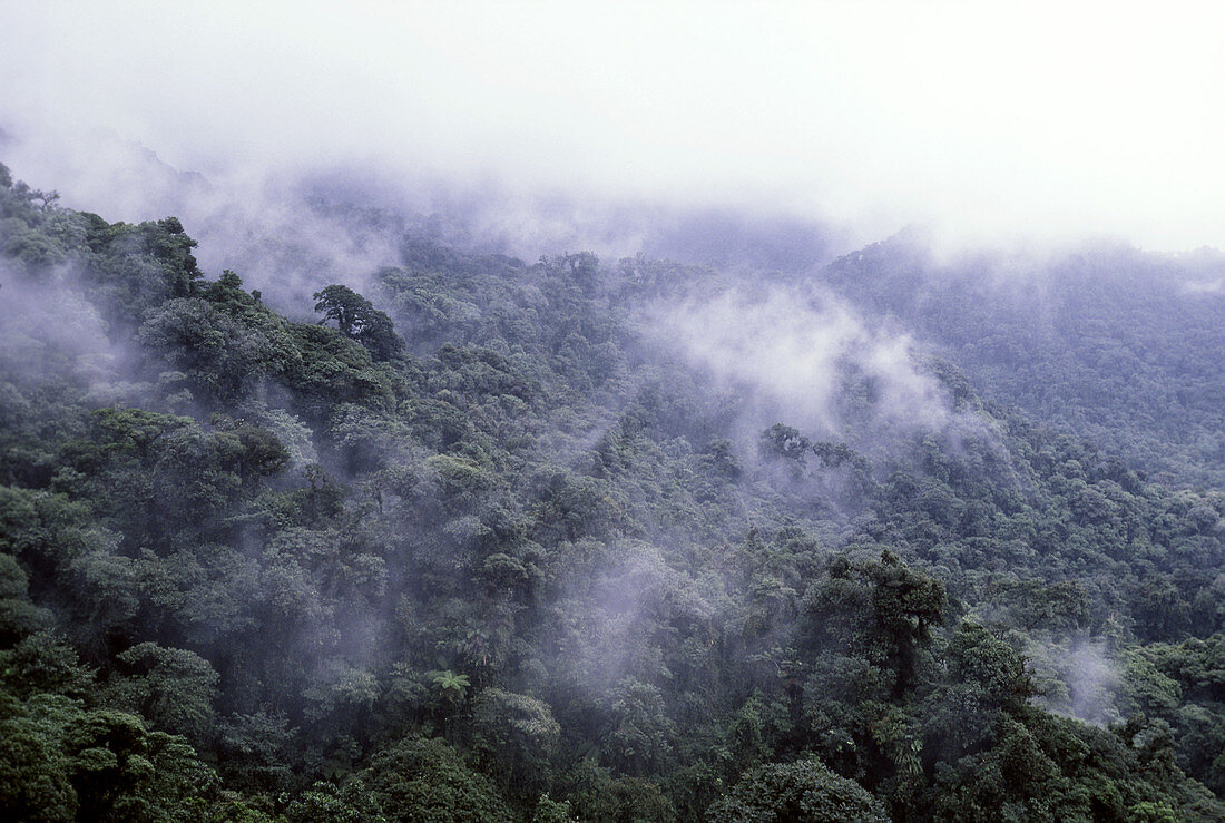 Monteverde Cloud Forest,Costa Rica
