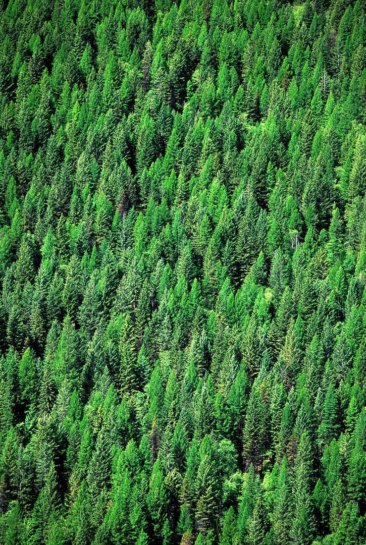 Conifer Forest in Montana
