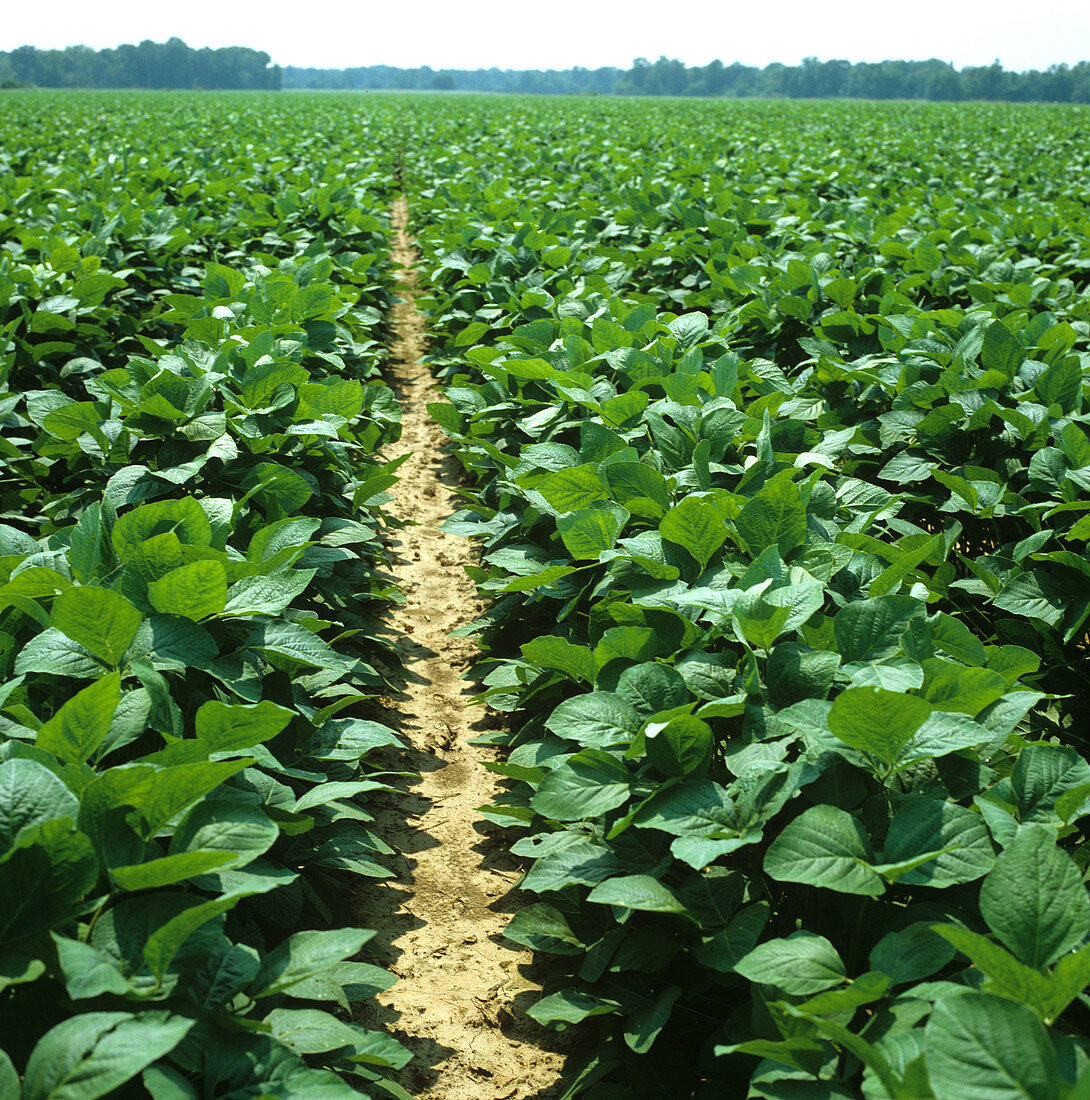 Immature soya crop