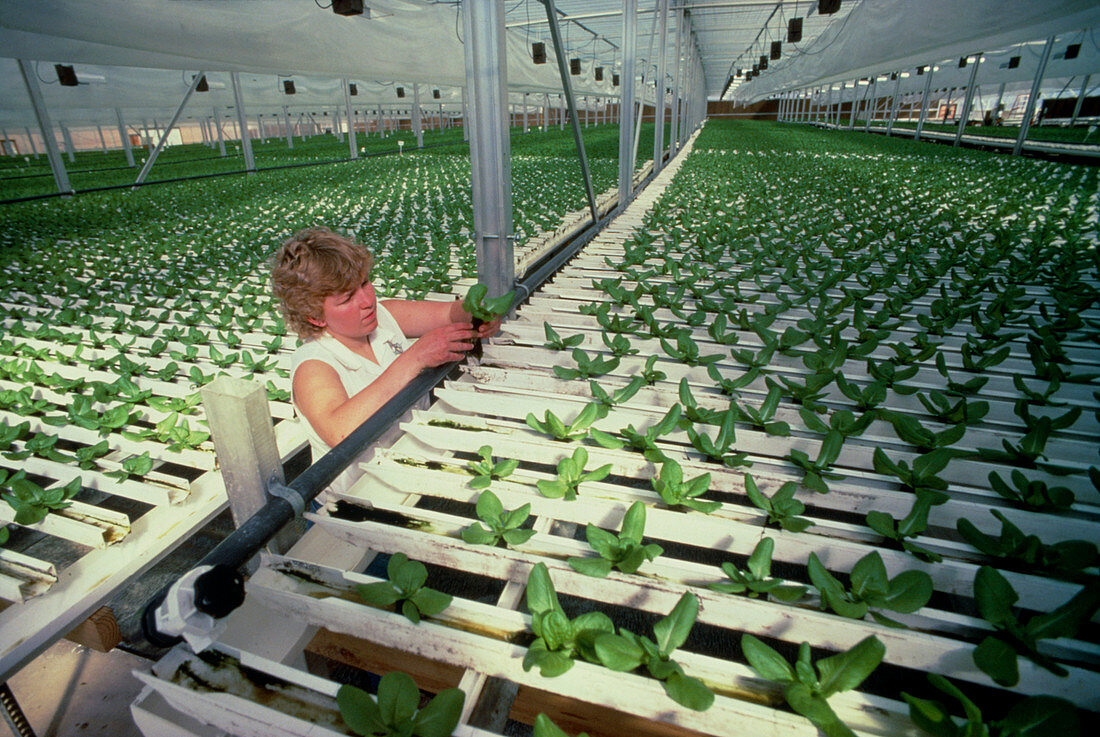 Hydroponic culture of lettuce