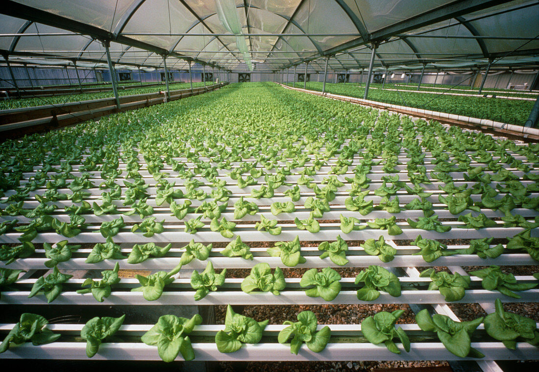 Hydroponic cultivation of lettuces in greenhouse