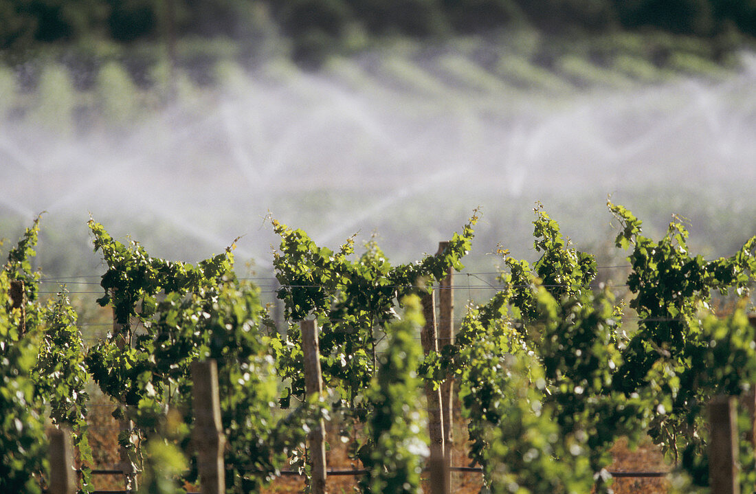 Irrigating grapevines