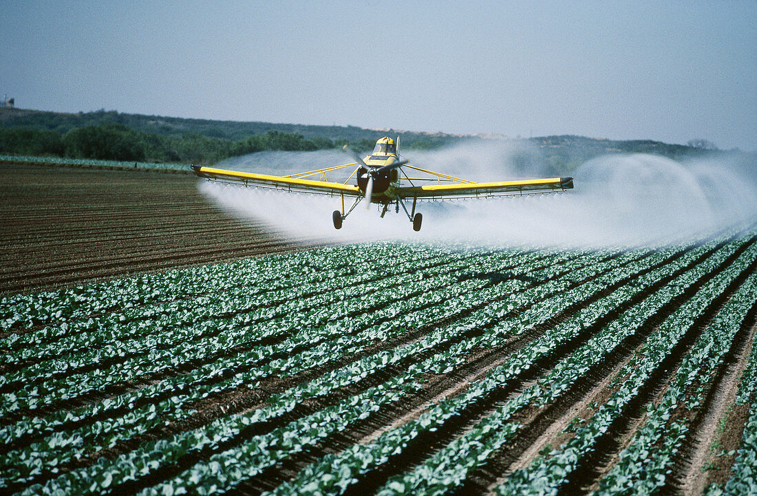 Spraying insecticide on carrots