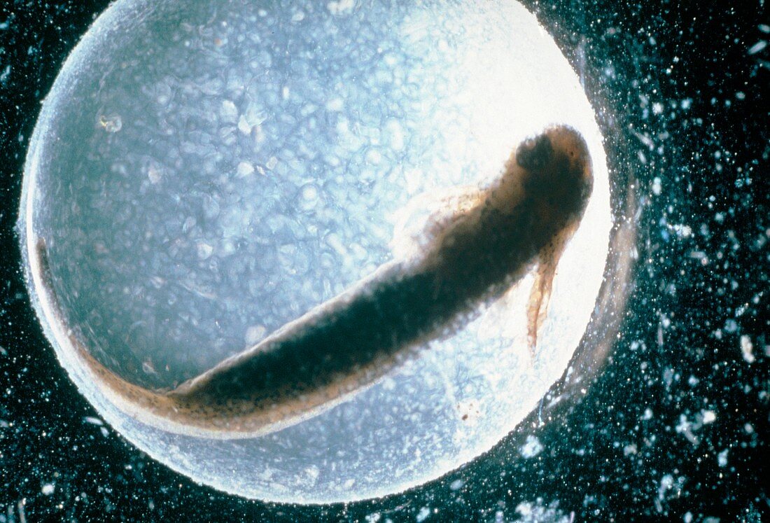 Salamander embryo raised in normal pH conditions