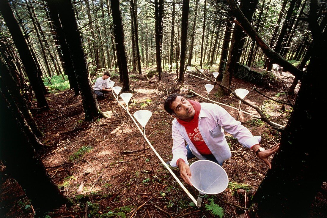 Forestry scientist with expt to measure acid rain