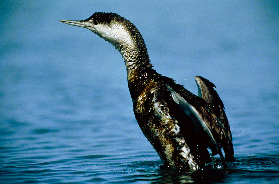 Oil-covered bird