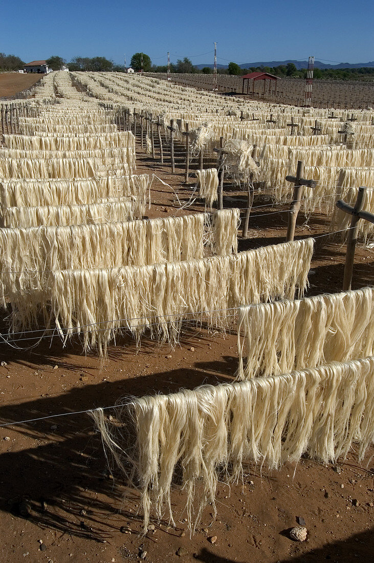 Sisal fibers drying in sun,Madagascar