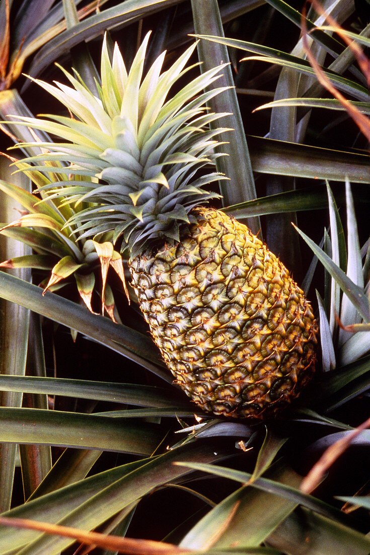Dole Pineapple Plantation,Oahu,Hawaii