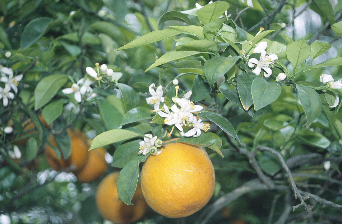 Orange flower & fruit