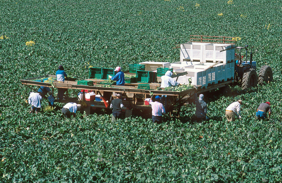 Migrant workers harvesting broccoli