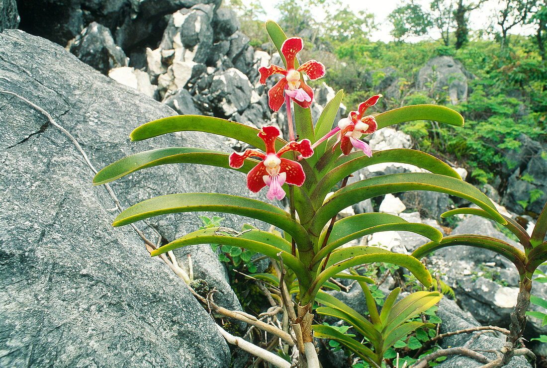 Highland Rock Orchid