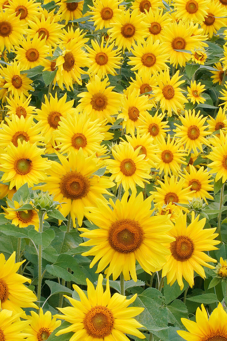 Field of Sunflowers (Helianthus sp.)