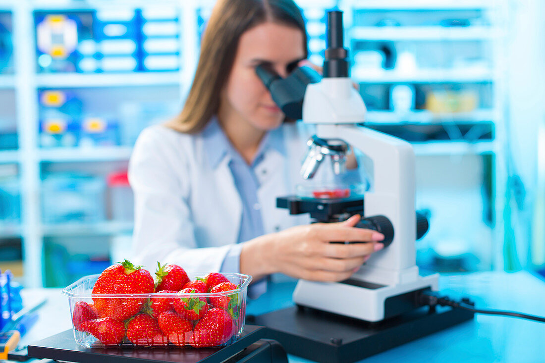 Scientist studying strawberries