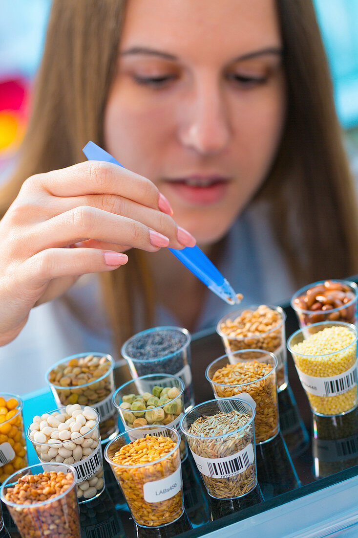 Scientist studying legumes in lab