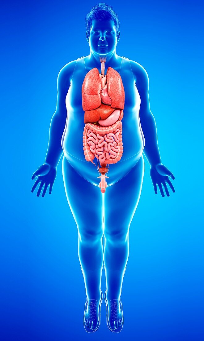 Human internal organs,illustration