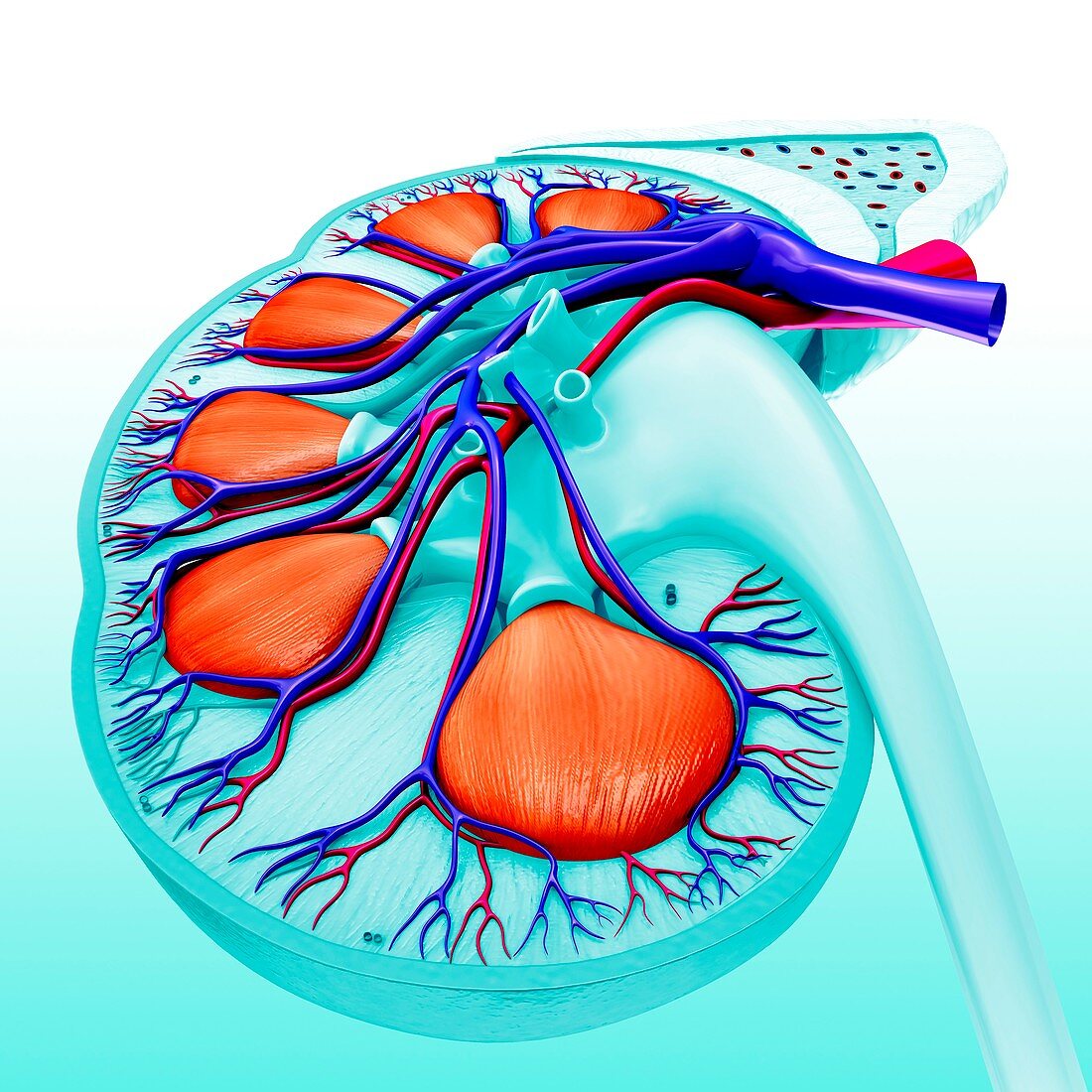 Nephrons of human kidney,illustration