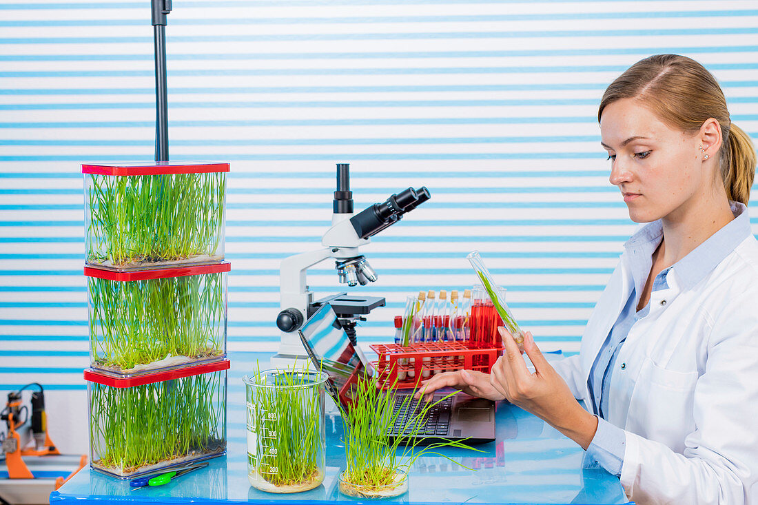 Technician working in lab with plants
