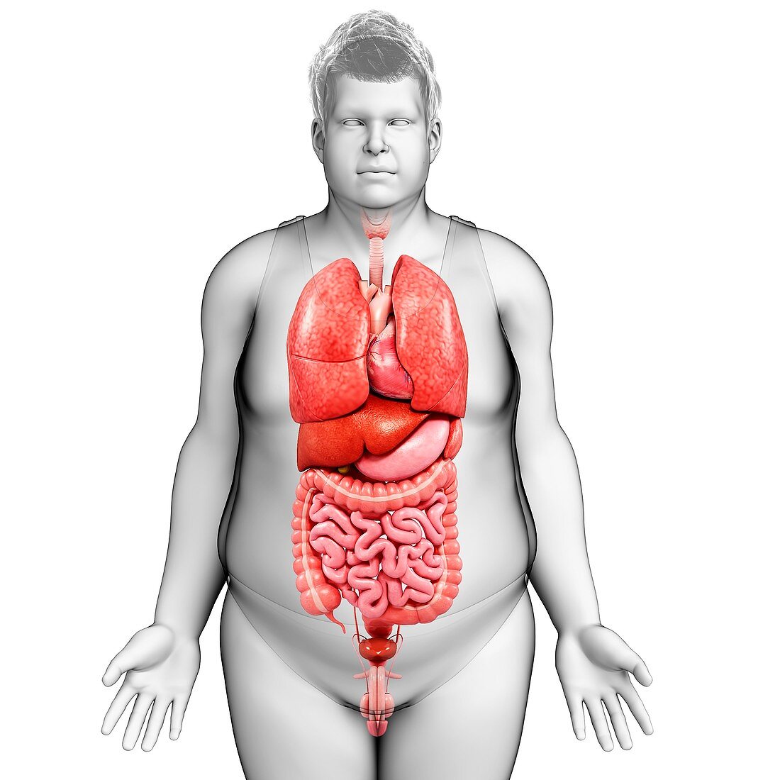 Human internal organs,illustration