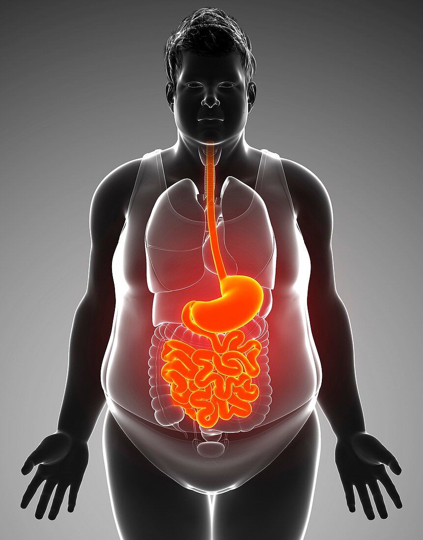 Human digestive system,illustration