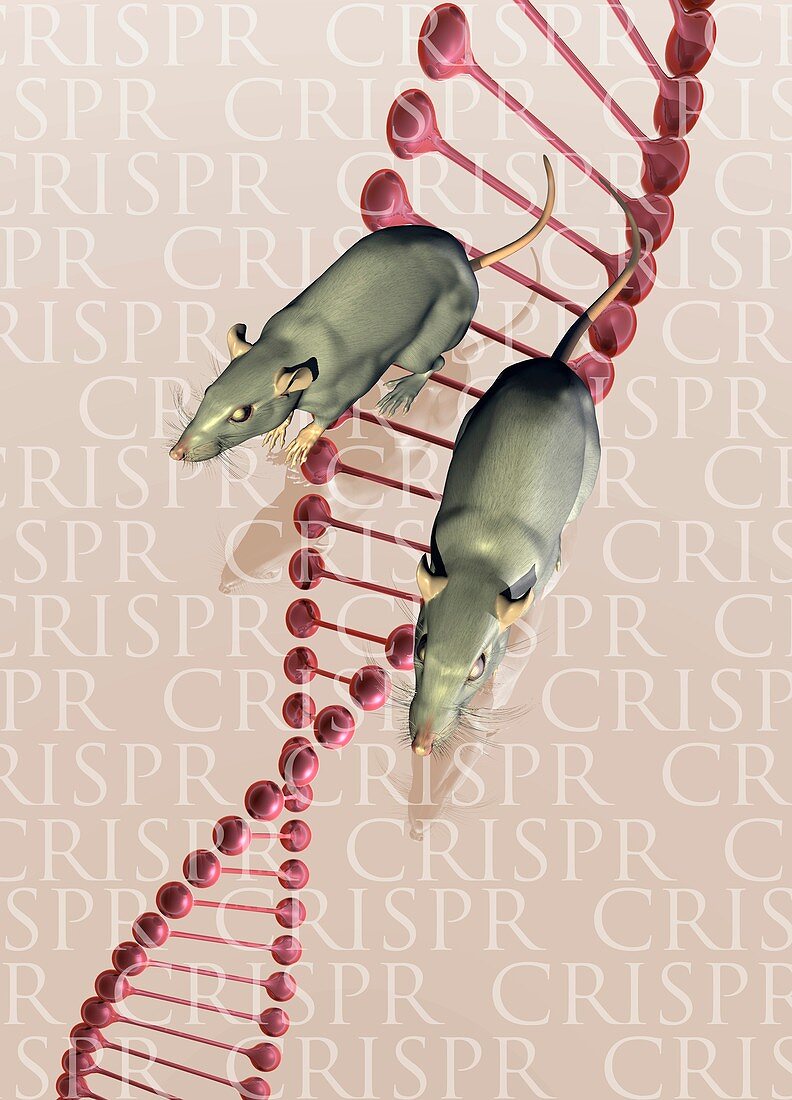 Rats and DNA,illustration