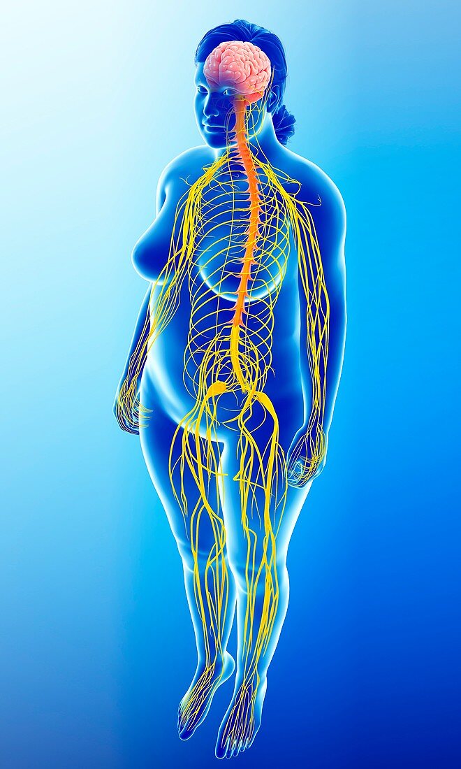 Human nervous system,illustration