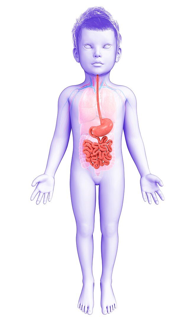 Digestive system of a child,illustration