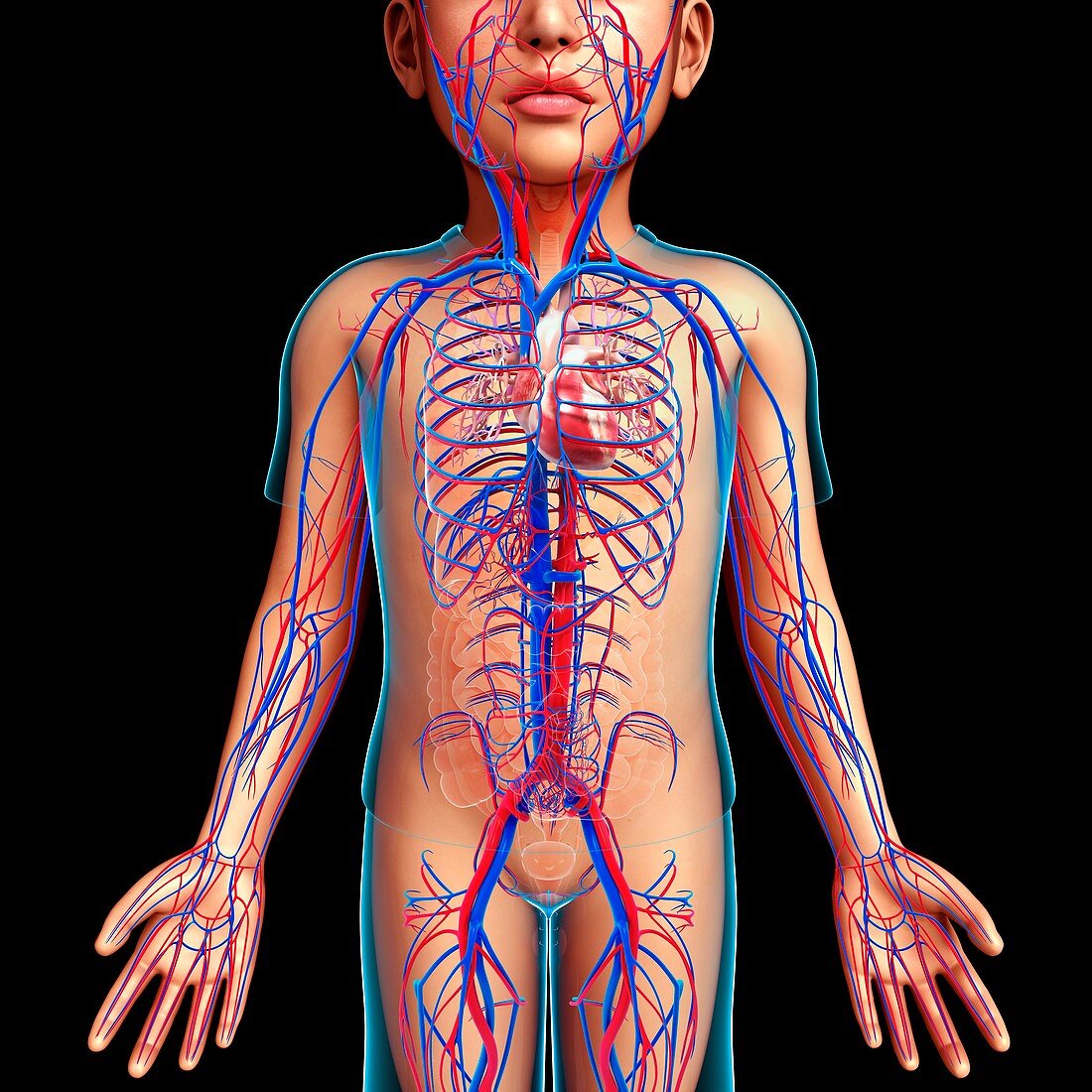 Cardiovascular system,illustration