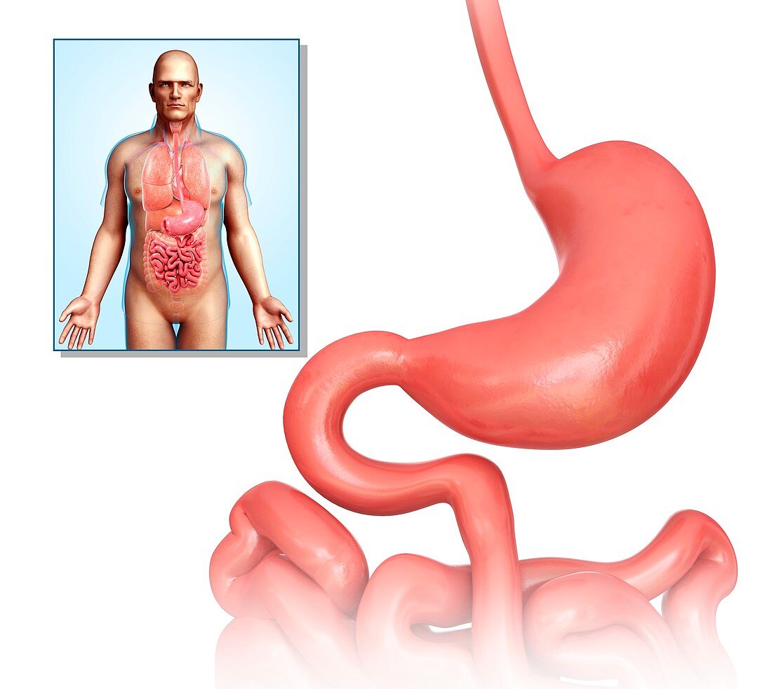 Human digestive system,illustration