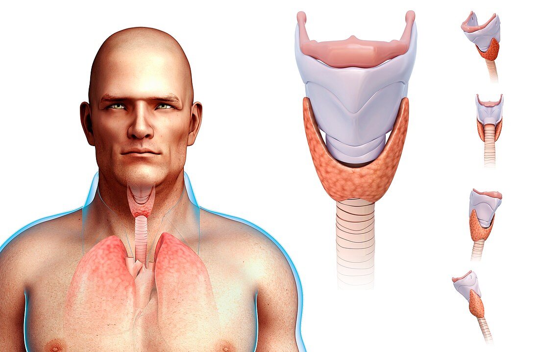 Human vocal cords,illustration