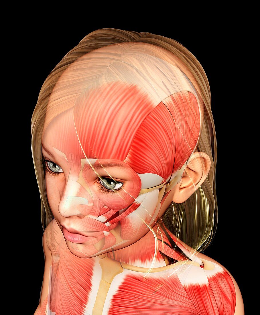 Muscles of the human head,illustration