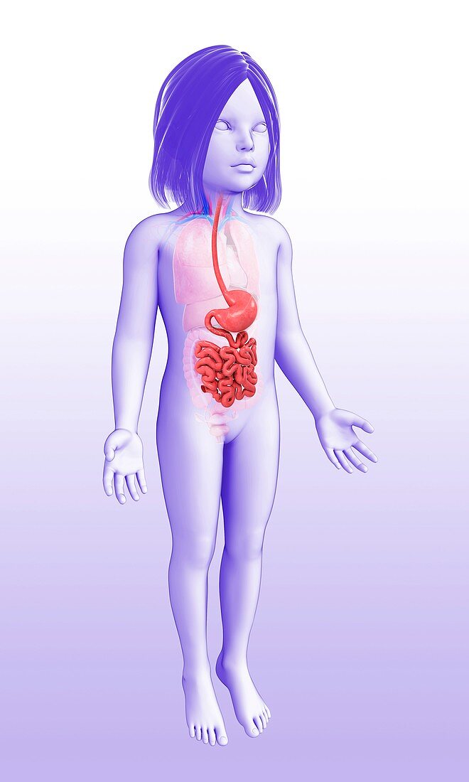 Small intestine of a child,illustration