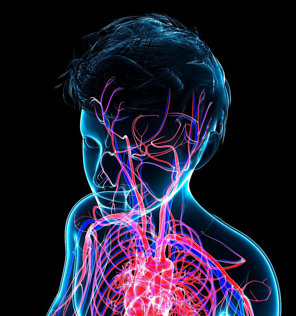 Human vascular system,illustration