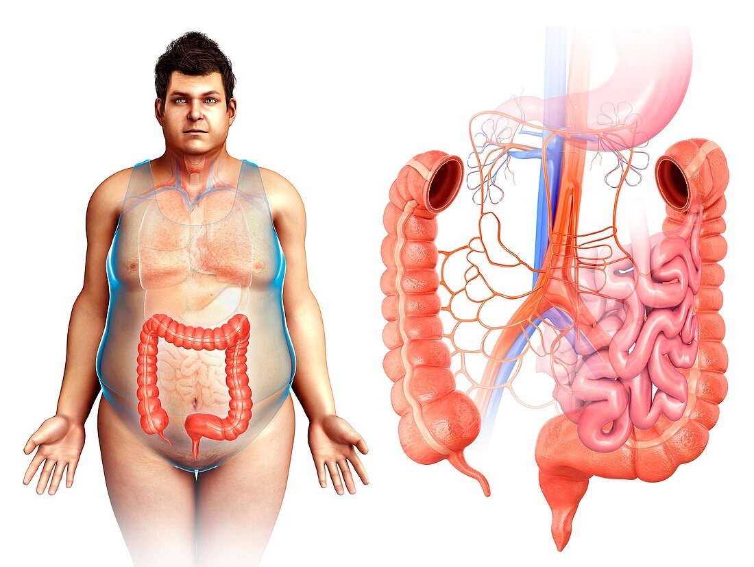 Human large intestine,illustration