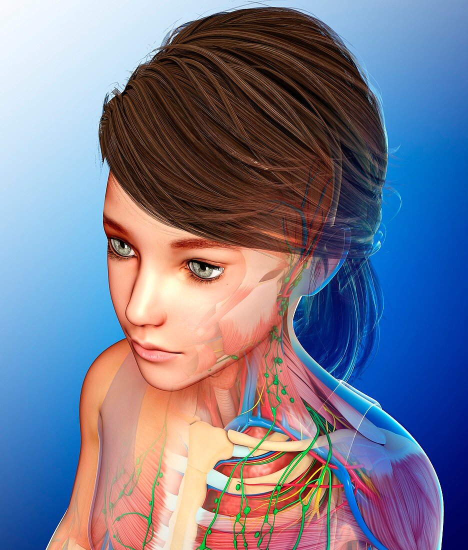 Human neck lymphatic system,illustration