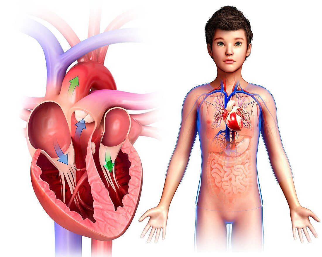 Human heart anatomy,illustration
