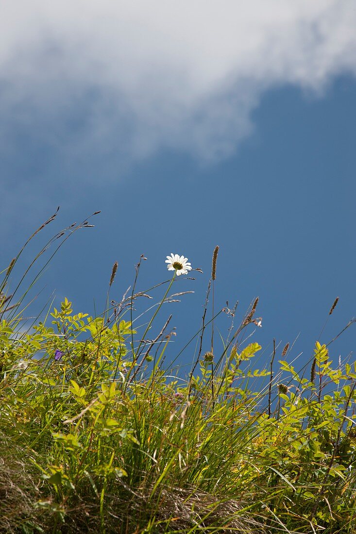 Wildflower in Switzerland