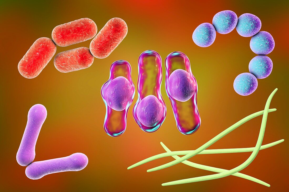Bacteria,illustration