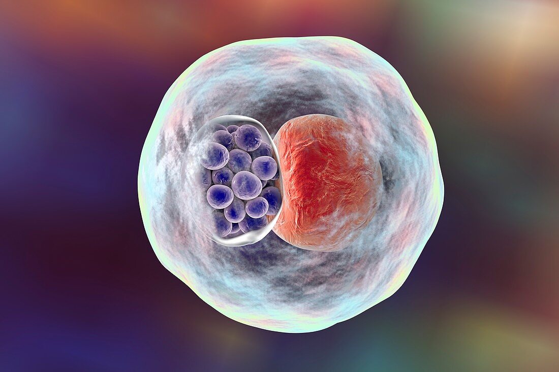 Chlamydia bacteria,illustration