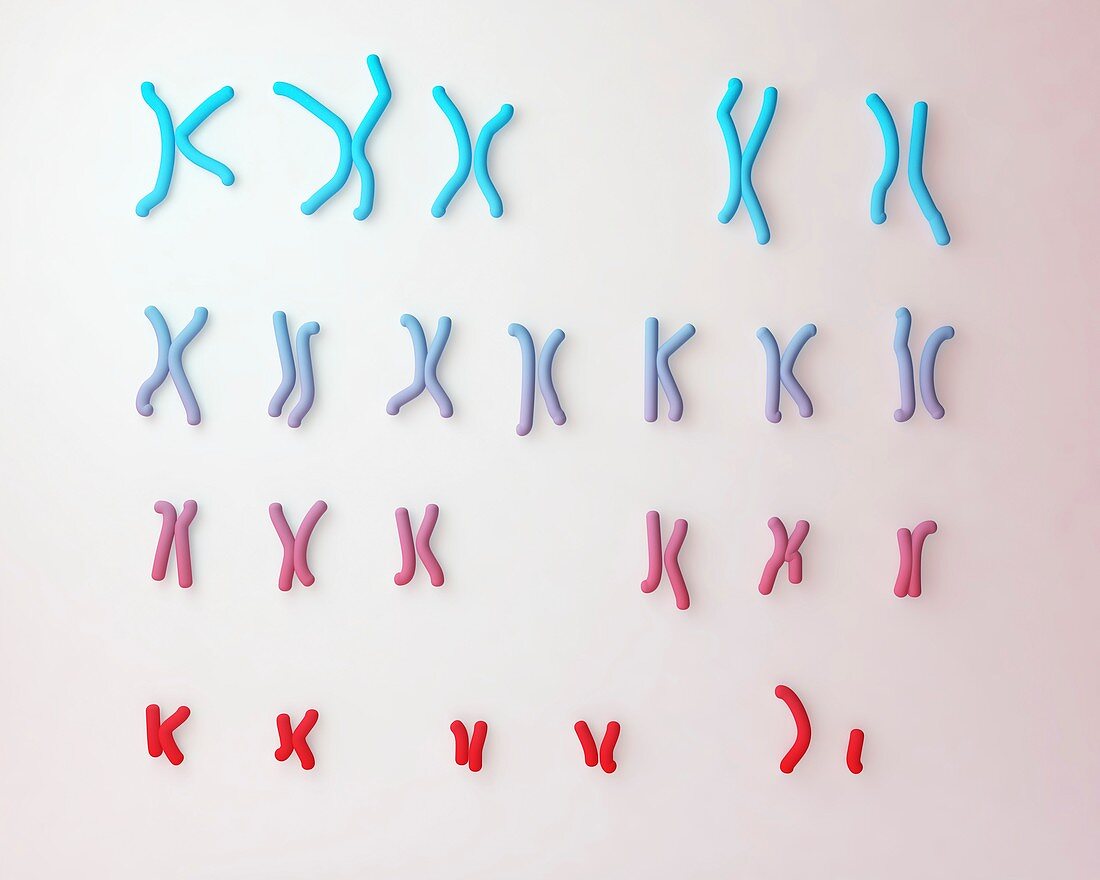 Normal male chromosomes,illustration