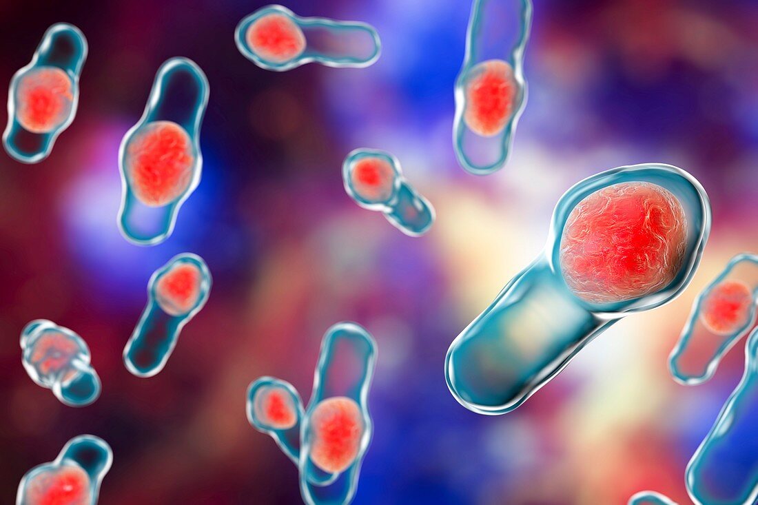 Clostridium bacteria,illustration