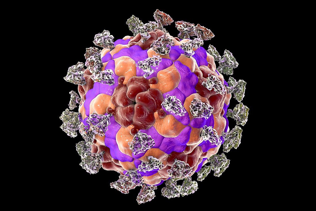 Enterovirus with integrin,illustration