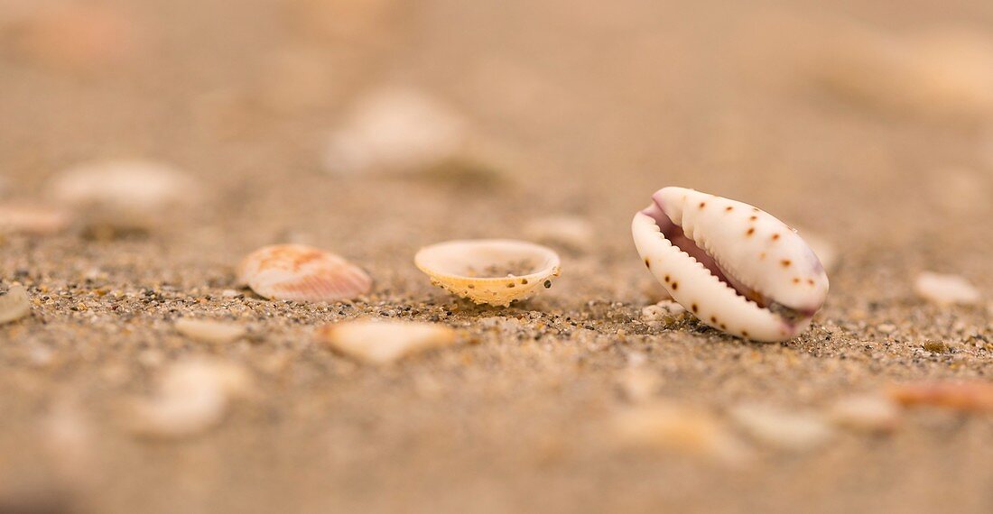mouth shaped seashell on a beach
