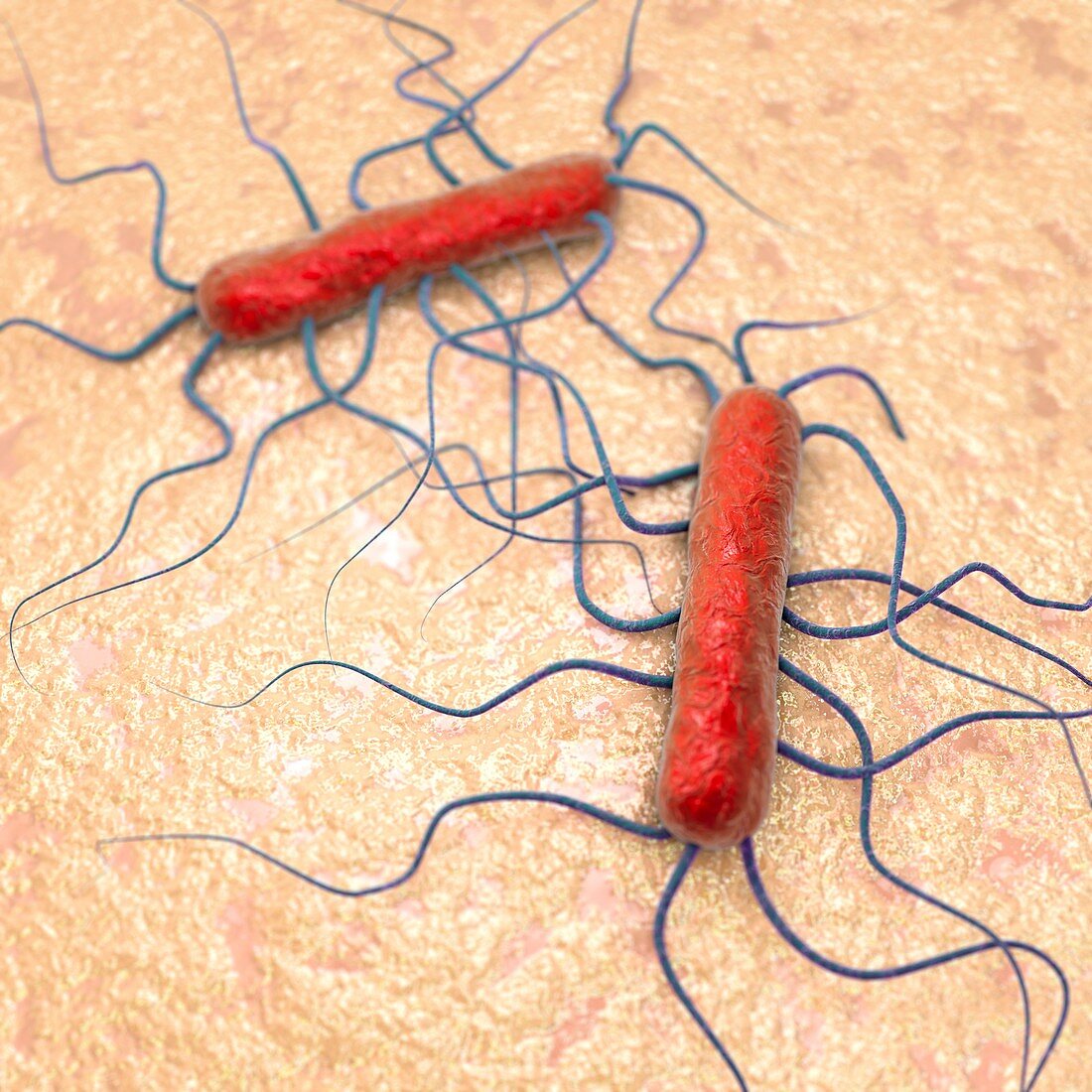 Listeria bacteria,illustration