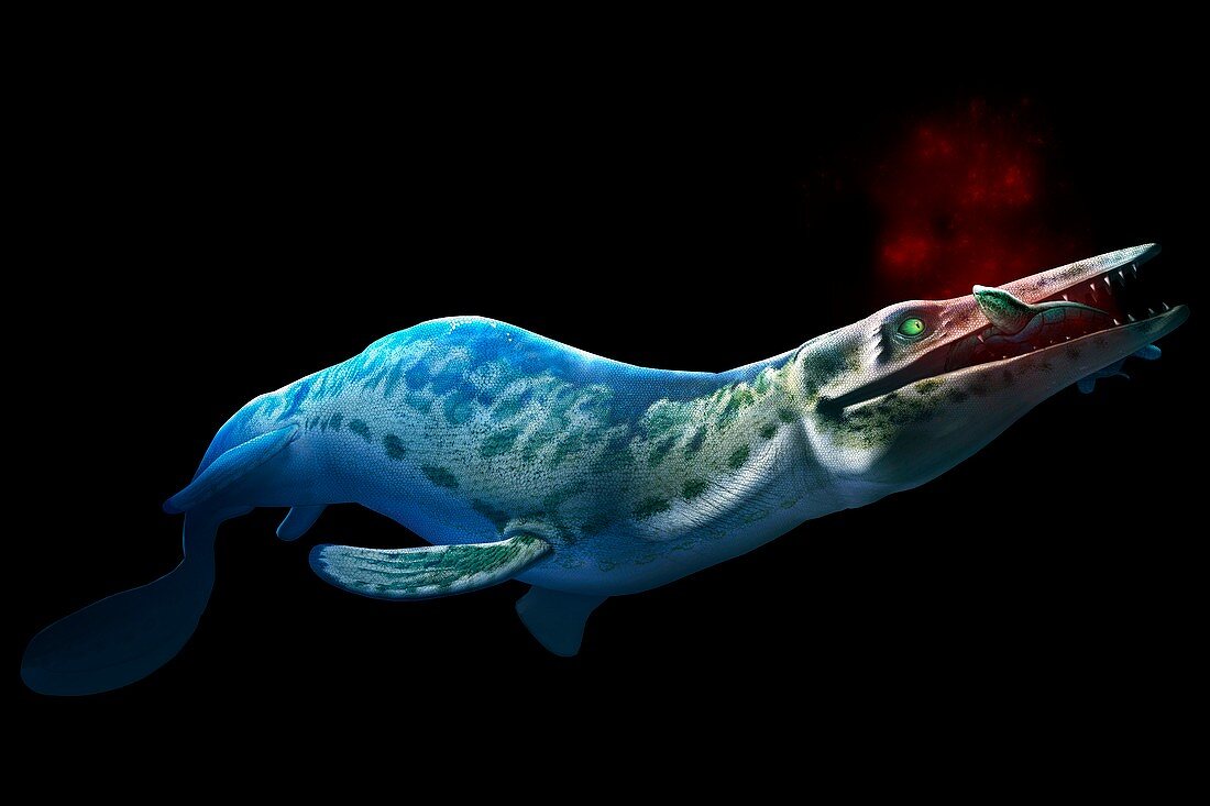 Artwork of a mosasaur