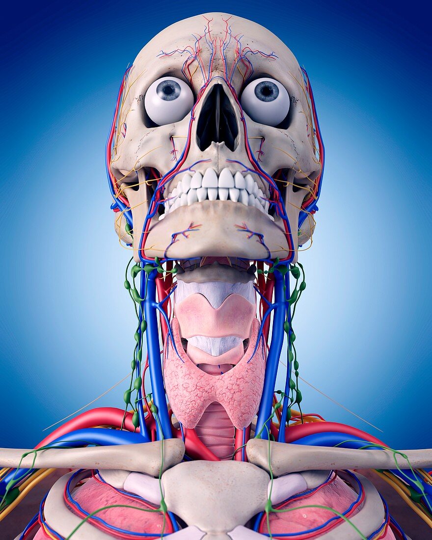 Human head and neck anatomy
