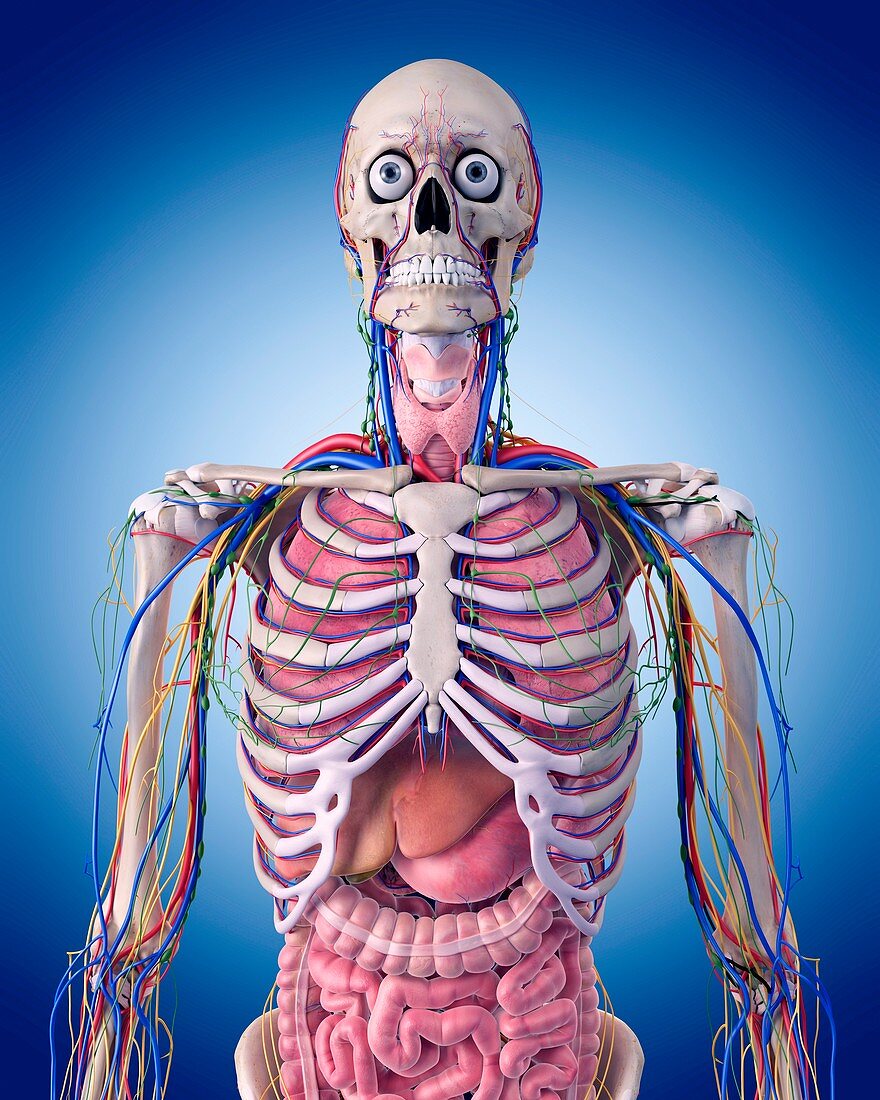 Human thorax anatomy