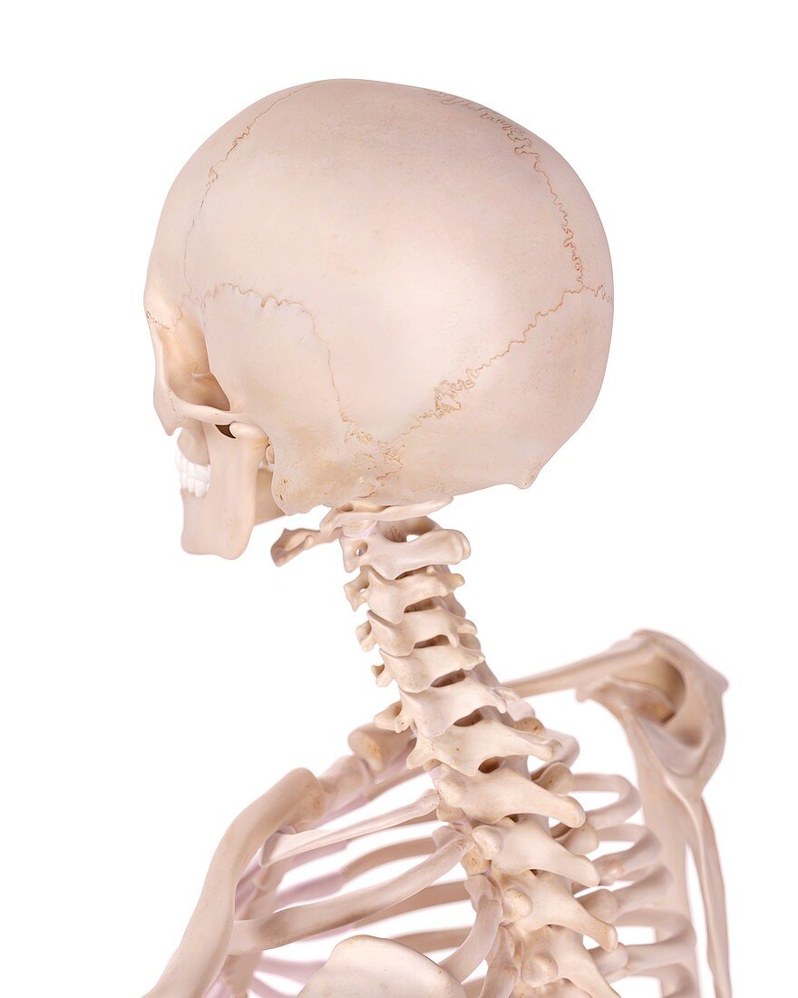Human skull and cervical spine